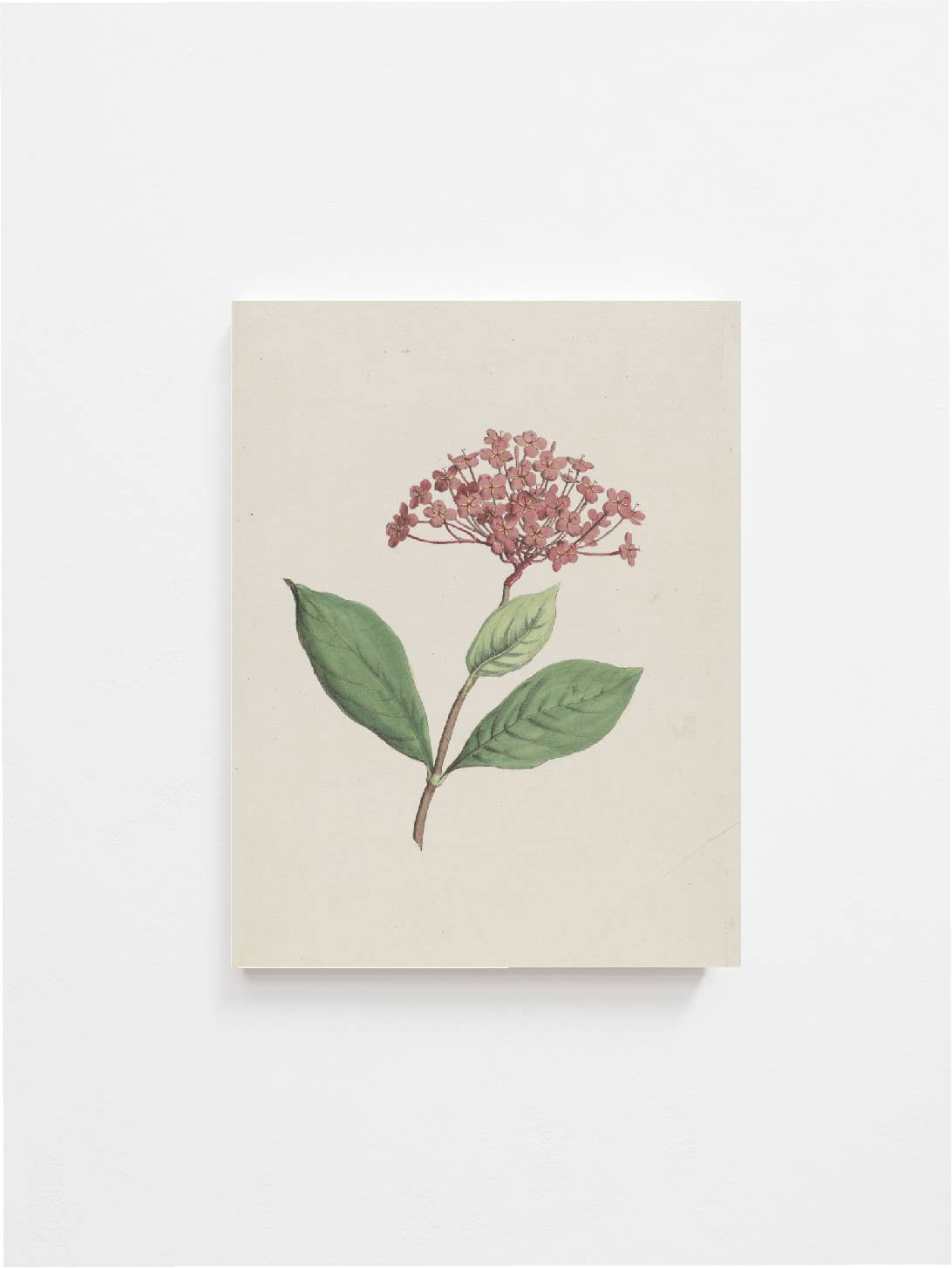 Floral Art Print 8x10